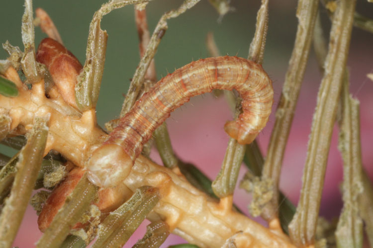 Hylaea fasciaria f. prasinaria: Bild 16