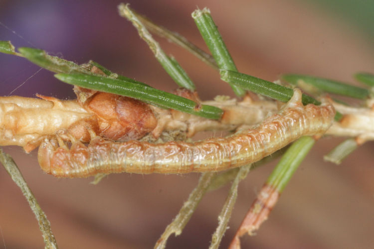 Hylaea fasciaria f. prasinaria: Bild 17