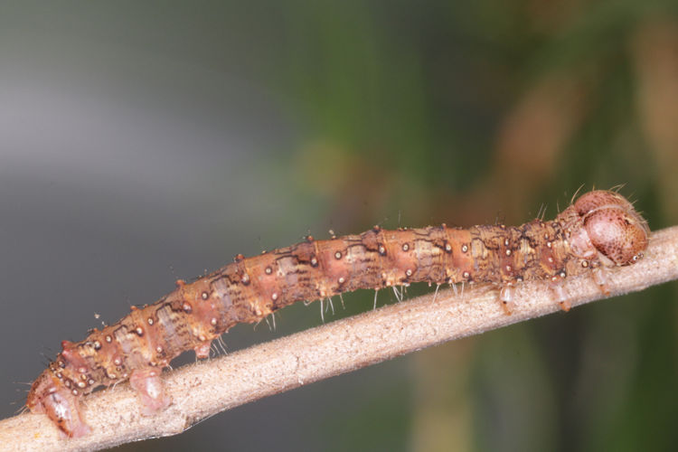 Hylaea fasciaria f. prasinaria: Bild 34