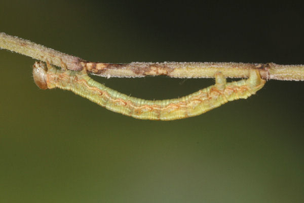 Hylaea fasciaria f. prasinaria: Bild 27
