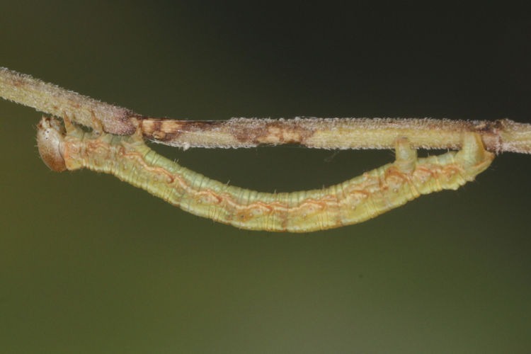 Hylaea fasciaria f. prasinaria: Bild 19