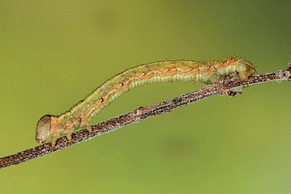Hylaea fasciaria f. prasinaria: Bild 28