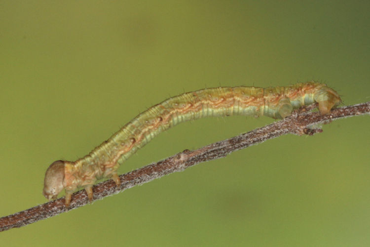 Hylaea fasciaria f. prasinaria: Bild 20