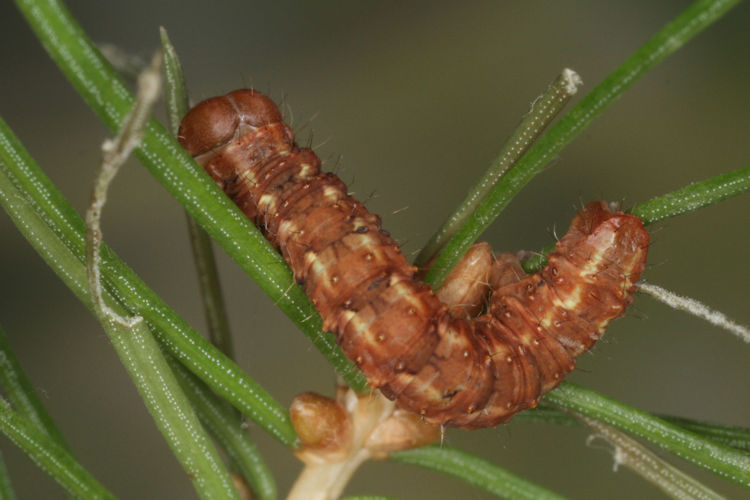 Hylaea fasciaria f. prasinaria: Bild 23
