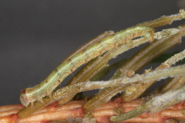 Hylaea fasciaria f. prasinaria: Bild 32