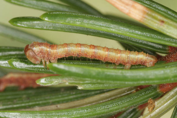 Hylaea fasciaria f. prasinaria: Bild 33