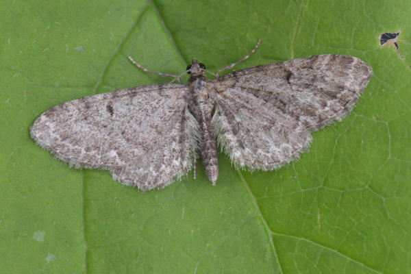 Eupithecia sp.: Bild 9