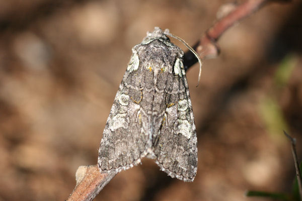 Dichonia aeruginea: Bild 1