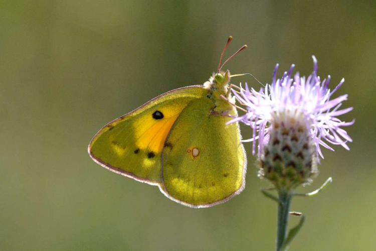 Colias chrysotheme: Bild 4