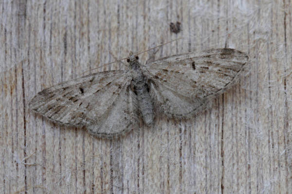 Eupithecia exiguata: Bild 1