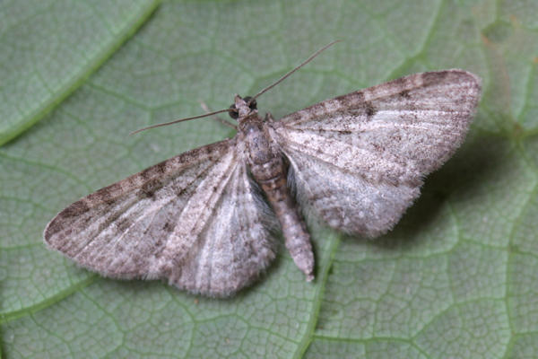 Eupithecia sp.: Bild 11