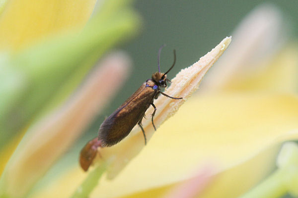 Micropteryx calthella: Bild 1