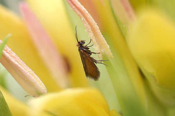 Micropteryx calthella: Bild 2