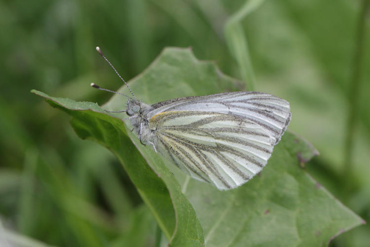 Pieris napi: Bild 49