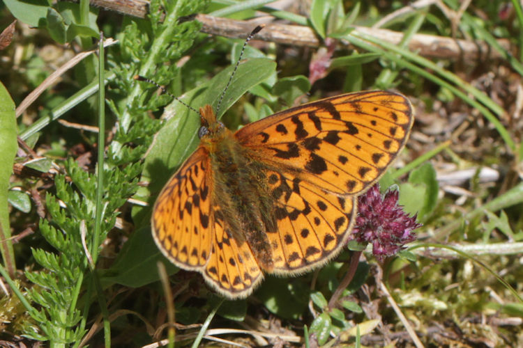 Boloria euphrosyne: Bild 3