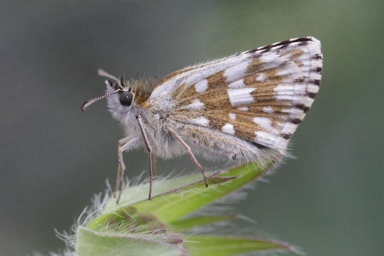 Pyrgus serratulae: Bild 18