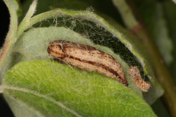 Eulithis testata: Bild 3