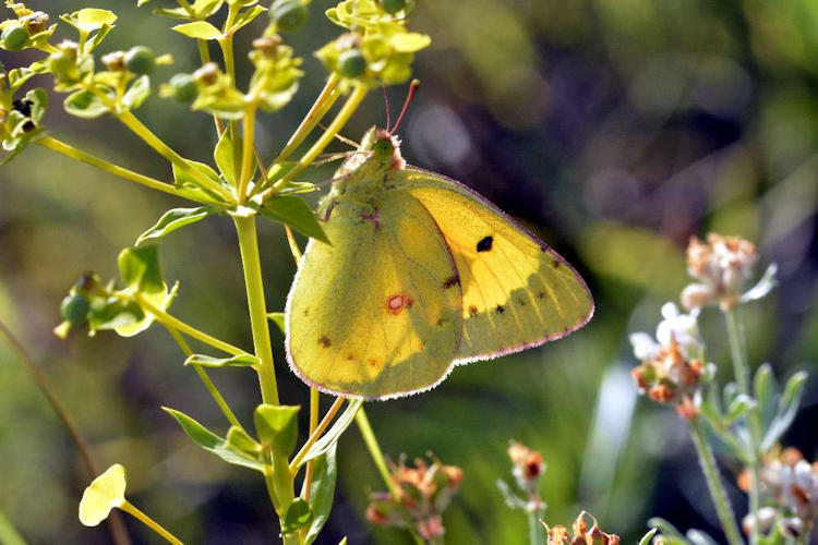 Colias chrysotheme: Bild 5