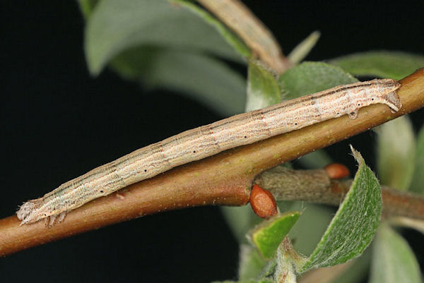 Eulithis testata: Bild 2