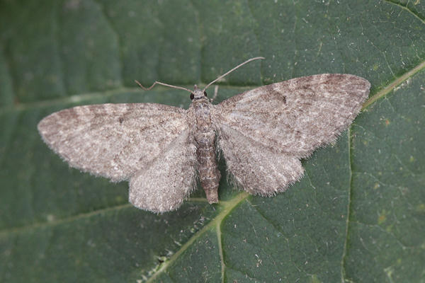 Eupithecia vulgata: Bild 24