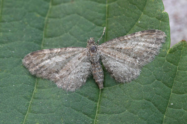 Eupithecia subfuscata: Bild 15
