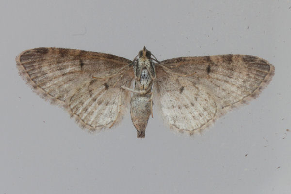 Eupithecia subfuscata: Bild 57