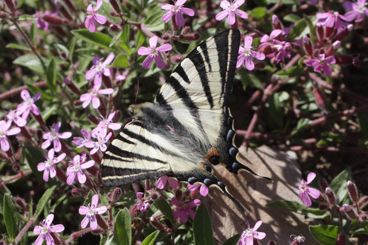 Iphiclides podalirius: Bild 34