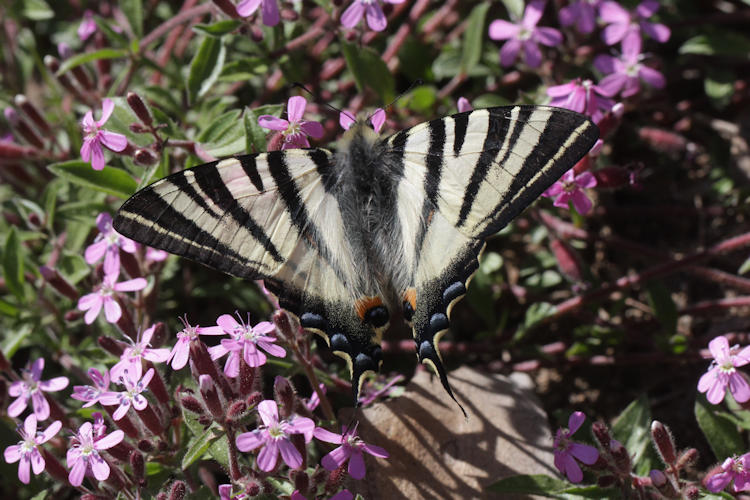 Iphiclides podalirius: Bild 35