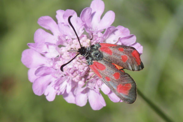 Zygaena loti: Bild 10