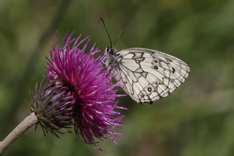 Melanargia galathea: Bild 16