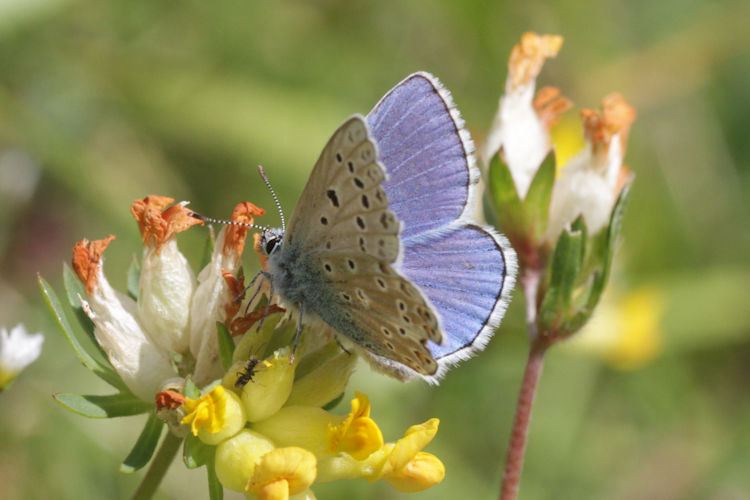 Polyommatus icarus: Bild 53