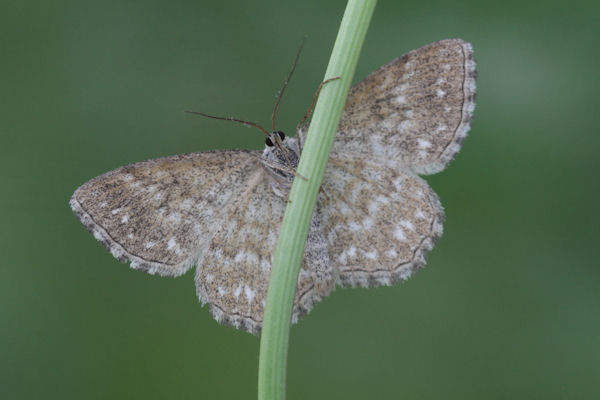 Scopula immorata: Bild 15