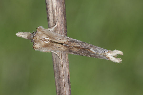 Pterostoma palpina: Bild 10