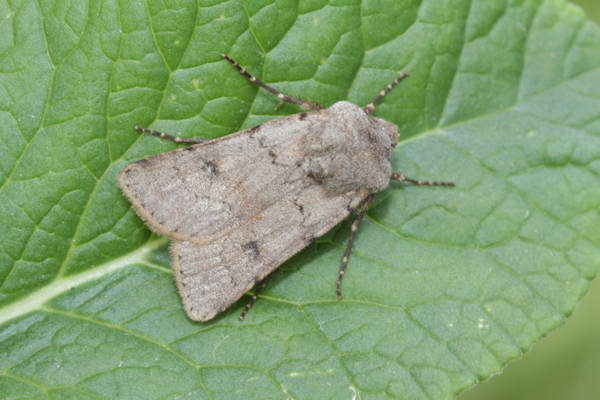 Agrotis cinerea: Bild 8