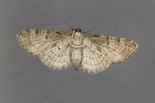 Eupithecia subfuscata: Bild 59