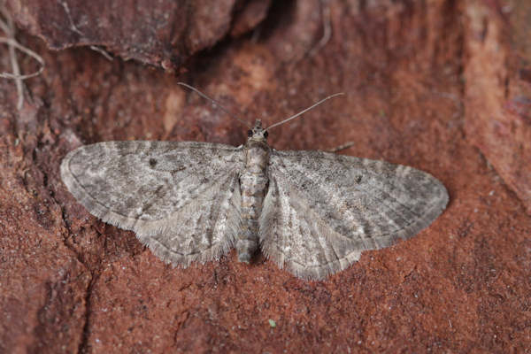 Eupithecia gemellata: Bild 2