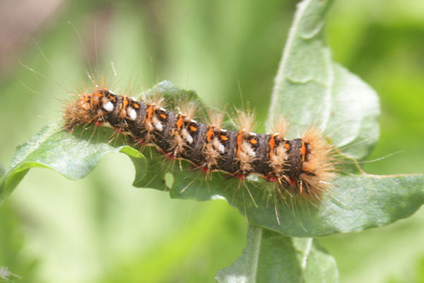 Acronicta rumicis: Bild 1