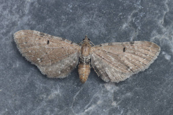 Eupithecia absinthiata: Bild 12