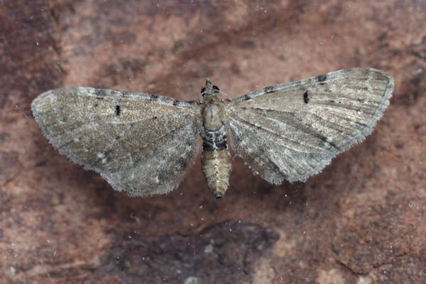 Eupithecia absinthiata: Bild 13