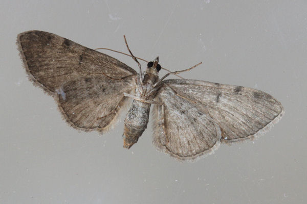 Eupithecia absinthiata: Bild 17