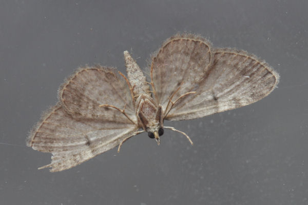Eupithecia sp.: Bild 20