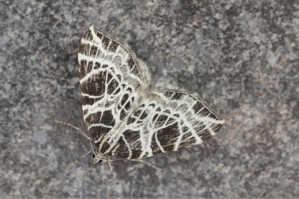 Eustroma reticulata: Bild 3