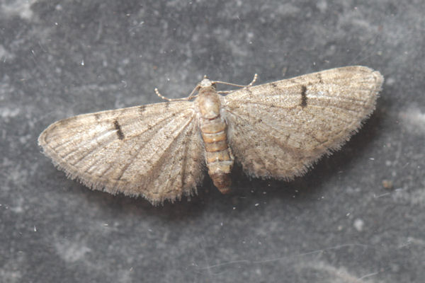 Eupithecia distinctaria: Bild 18