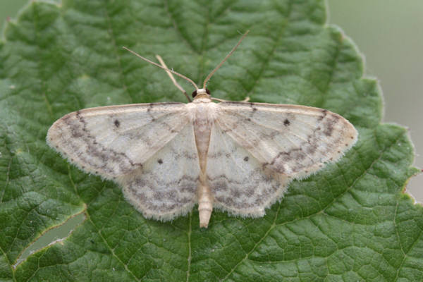 Idaea biselata: Bild 9