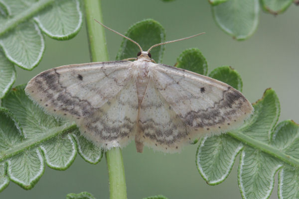 Idaea biselata: Bild 10