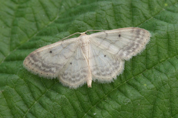 Idaea biselata: Bild 11