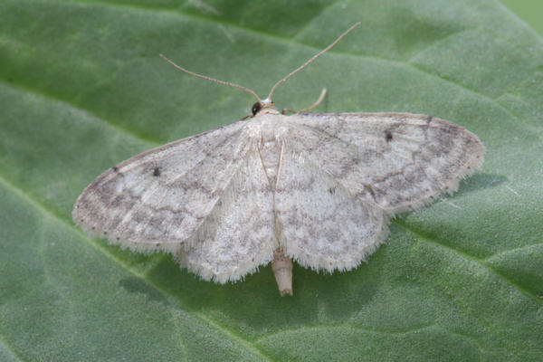 Idaea biselata: Bild 2