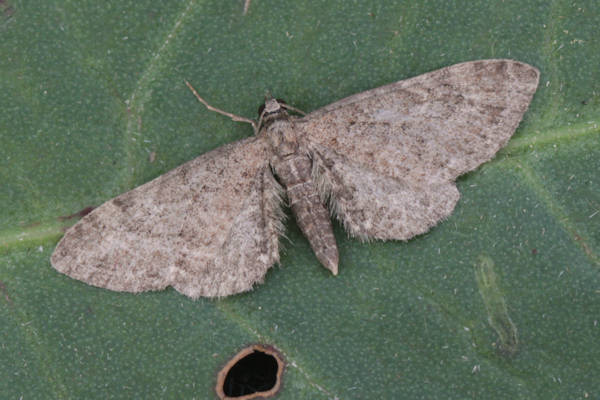 Eupithecia vulgata: Bild 11