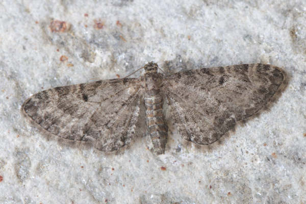 Eupithecia sp.: Bild 17