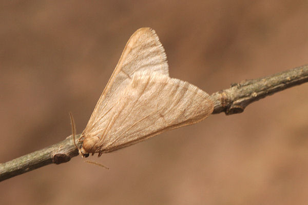 Alsophila aceraria: Bild 1